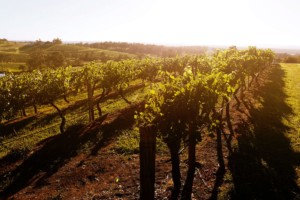 Rows of grapes in a vineyward