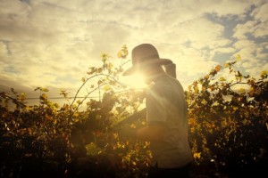 Picking for wine grape harvest
